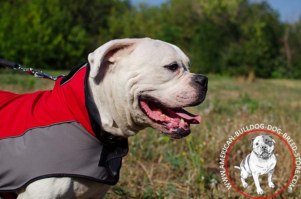 American Bulldog Winter Coat with Protective Stand-up Collar