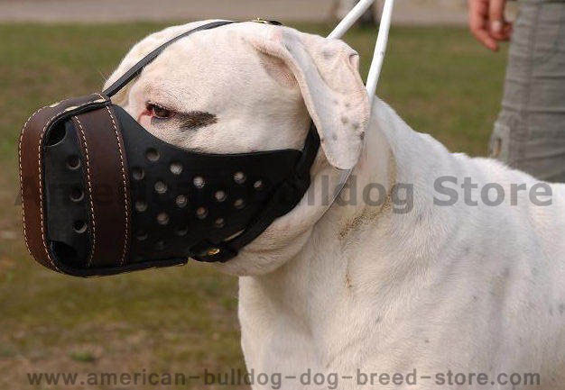 Leather dog muzzle 'Dondi'-pluse style For American Bulldog