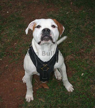 American Bulldog Leather Dog Harness- large dog harness - Click Image to Close