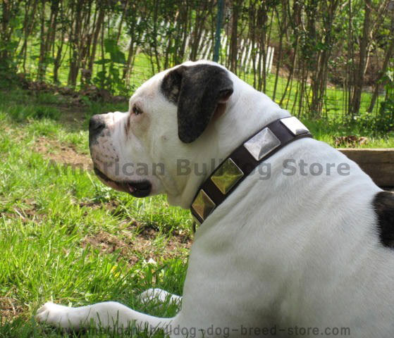 American Bulldog  leather dog collar & vintage massive plates for American Bulldog