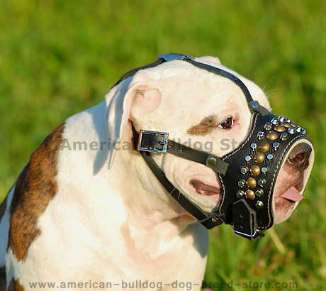 Royal Pyramids & studs Leather Dog Muzzle for American Bulldog