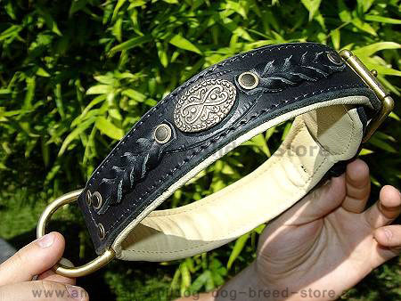 Royal Nappa Padded Hand Made Leather dog collar for American bulldog