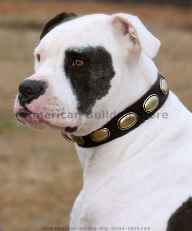 tan american bulldog puppy. American Bulldog leather dog