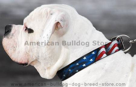 Hand painted by our artists leather dog collar- Designer Collar - Click Image to Close