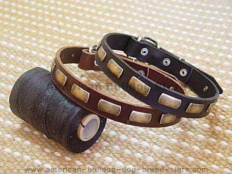 Leather special dog collar with plates  Puppy collar for American bulldog
