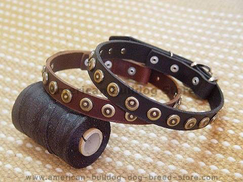 Gorgeous wide leather dog collar with doted circles American bulldog