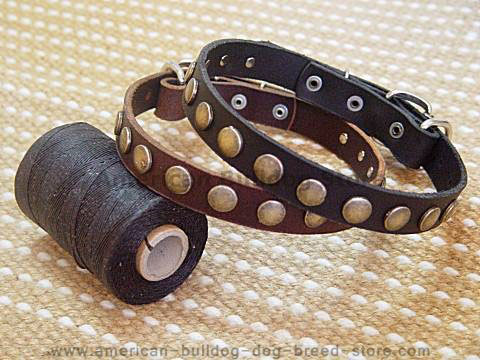 Leather special dog collars with circles.- Small PUPPY COLLAR for American bulldog