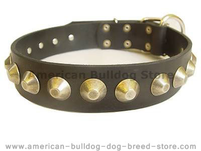 Gorgeous wide leather dog collar with brass pyramids for American Bulldog