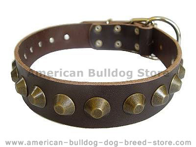 Gorgeous wide leather dog collar - brown American bulldog