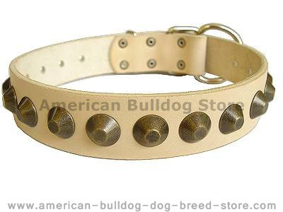 Gorgeous wide leather dog collar for American bulldog