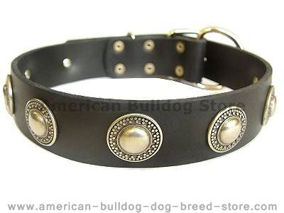 Leather dog collar with silver conches for American bulldog