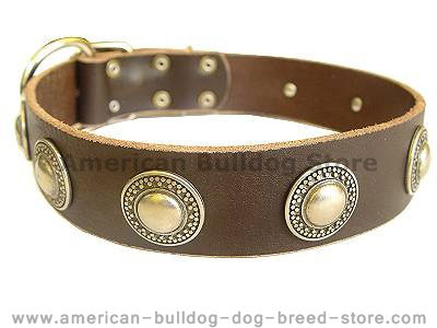 Leather dog collar with silver conches for American bulldog