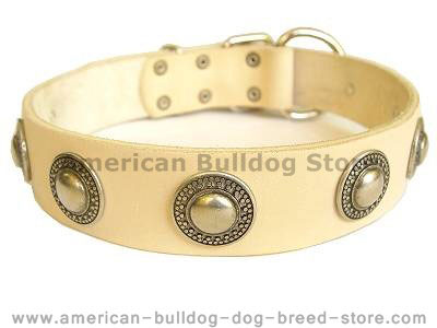 Gorgeous wide leather dog collar with silver conches for American bulldog