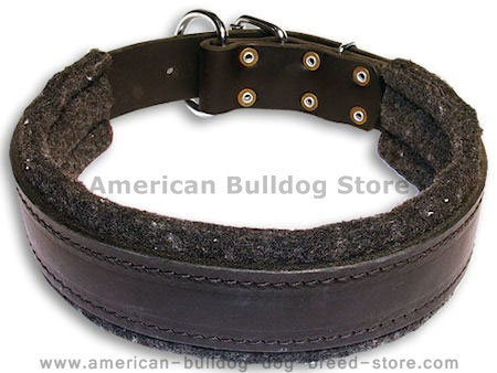 padded leather dog collar 