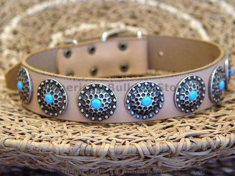 Tan Leather Dog Collar with Silver Plated Circles Blue Stones for American bulldog