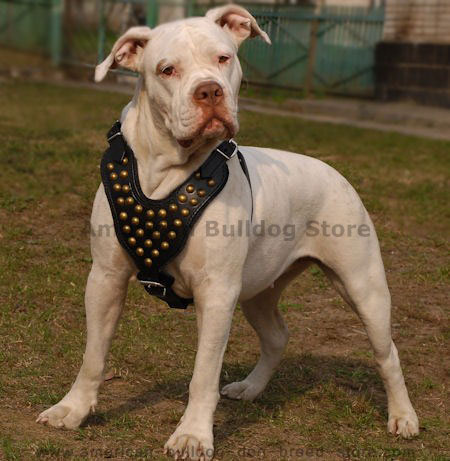Studded Walking Leather Dog Harness for American Bulldog