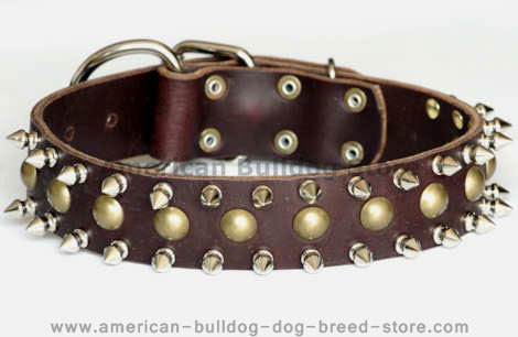 American bulldog studded dog collar with spikes