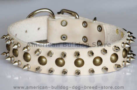 American bulldog studded dog collar with spikes