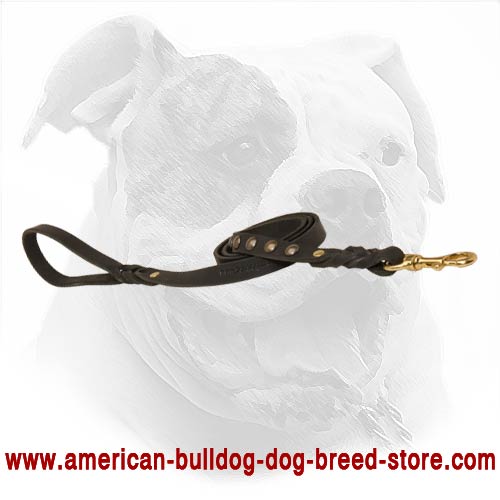 Easy training and walking for American Bulldog with this lead