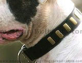Leather dog collars
