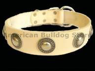 Gorgeous wide leather dog collar with silver conches.