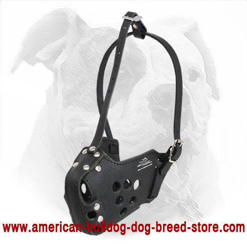 Training Leather American Bulldog Muzzle