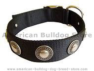 Nylon dog collar with silver conchos.