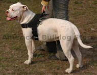 Nylon multi-purpose dog harness for tracking / pulling