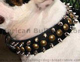 Spiked dog collars