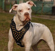 Studded Walking Leather Dog Harness for American Bulldog