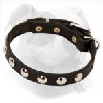 Studded Leather American Bulldog Collar for Fashionable Walks