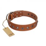"Silver Age" Fashionable FDT Artisan Tan Leather American Bulldog Collar with Silver-Like Studs