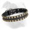 Leather American Bulldog Collar with Brass Studs for Walking and Training