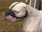 Basket Wire Dog Muzzle Light For American Bulldog