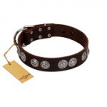 "High and Mighty" FDT Artisan Classy Brown Leather American Bulldog Collar with Embellished Brooches