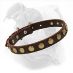 Leather American Bulldog Collar with Round Studs for Fashionable Walking