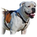 Exquisite Leather Harness with Perfect Air Circulation for Your American Bulldog