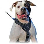 Every Day Strong Leather Spiked Harness for Powerful American Bulldog Breed