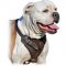 Best Agitation Harness for American Bulldog