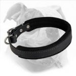 Elegant Felt Padded Leather Dog Collar for American Bulldog Training and Walking