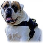 Tracking/Pulling Nylon Dog Harness for American Bulldog