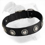 Water Friendly Nylon Dog Collar with Silvery Conchos - Best Daily Gear for American Bulldog