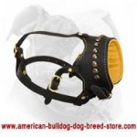Easy to Fit Leather American Bulldog Muzzle for Daily Use
