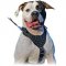 Every Day Strong Leather Spiked Harness for Powerful American Bulldog Breed