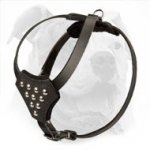 Leather American Bulldog Harness Decorated with Studs for Puppy