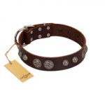 "Choco Brownie" FDT Artisan Brown Leather American Bulldog Collar Adorned with Silver-Like Conchos