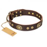 "One-of-a-Kind" FDT Artisan Handmade Decorated Brown Leather American Bulldog Collar