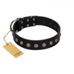 "Silver Flower" Exclusive FDT Artisan Black Leather American Bulldog Collar with Silver-Like Studs
