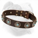 Daily American Bulldog Gear - Leather Canine Collar with Silvery Studs & Blue Stones
