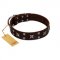 "Bigwig Woof" FDT Artisan Brown Leather American Bulldog Collar with Chrome Plated Stars and Square Studs